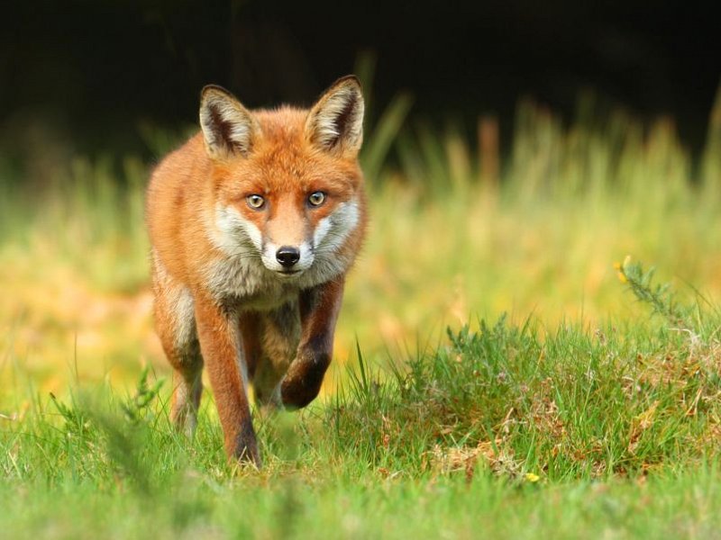 Fantastic Mr Fox